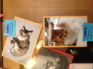猫写真2