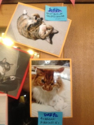 猫写真2