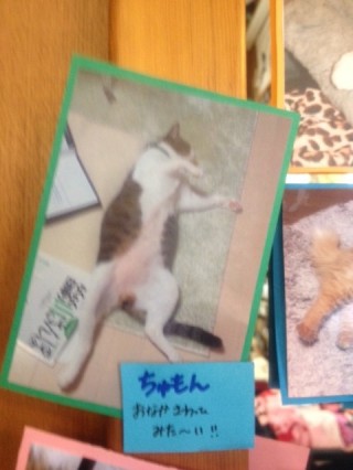 猫写真4
