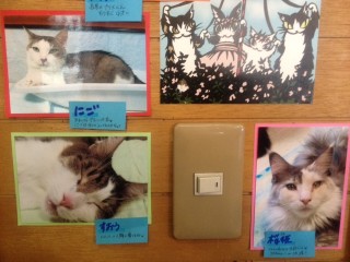 猫写真9