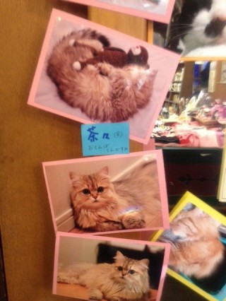猫写真3
