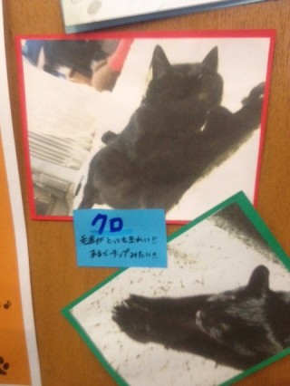 猫写真5