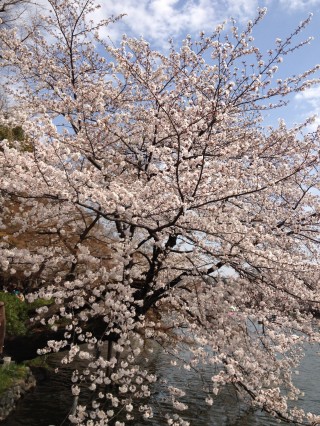 IMG_桜樹