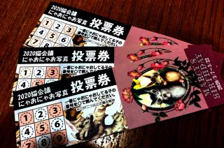 投票